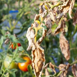 فوزاریوم ویلت (Fusarium Wilt)