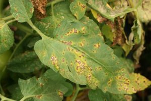 آفت سپتوریا (Septoria Blight)