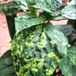 نمونه ویروس پژمردگی لکه ای گوجه فرنگی