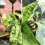 نمونه ویروس پژمردگی لکه ای گوجه فرنگی