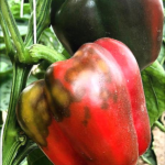 نمونه ویروس پژمردگی لکه ای گوجه فرنگی