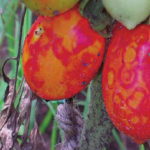 نمونه ویروس پژمردگی لکه ای گوجه فرنگی