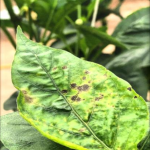 نمونه ویروس پژمردگی لکه ای گوجه فرنگی